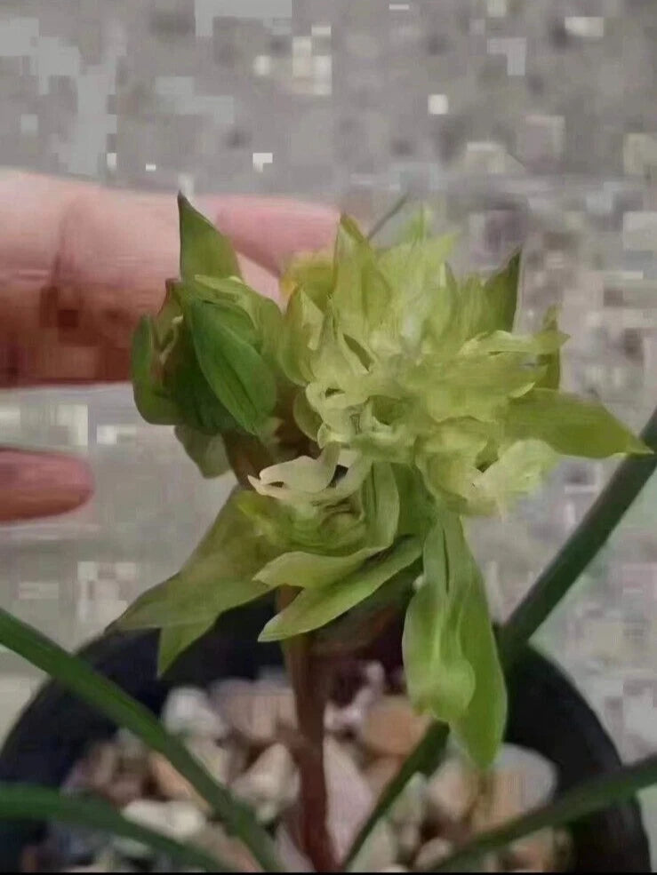 Chinese orchid stem with pale green petals and leaves