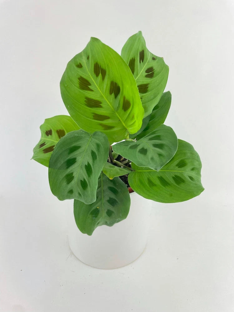 Maranta Leuconeura Kerchoveana - Live Plant Easy Care, Low Maintenance for Home,to Orchids