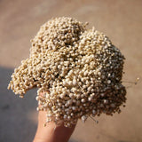 4 Bunches of Petite Dried Grass Flowers Buttons. for Decorate Craft Carnation