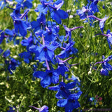 200+ Blue Butterfly Delphinium Seeds for Garden Planting - USA - FREE SHIPPING! Garden Plants
