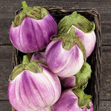 50 ROSA BIANCA EGGPLANT SEEDS FRESH FOR YOUR VEGETABLE GARDEN. Garden Plants