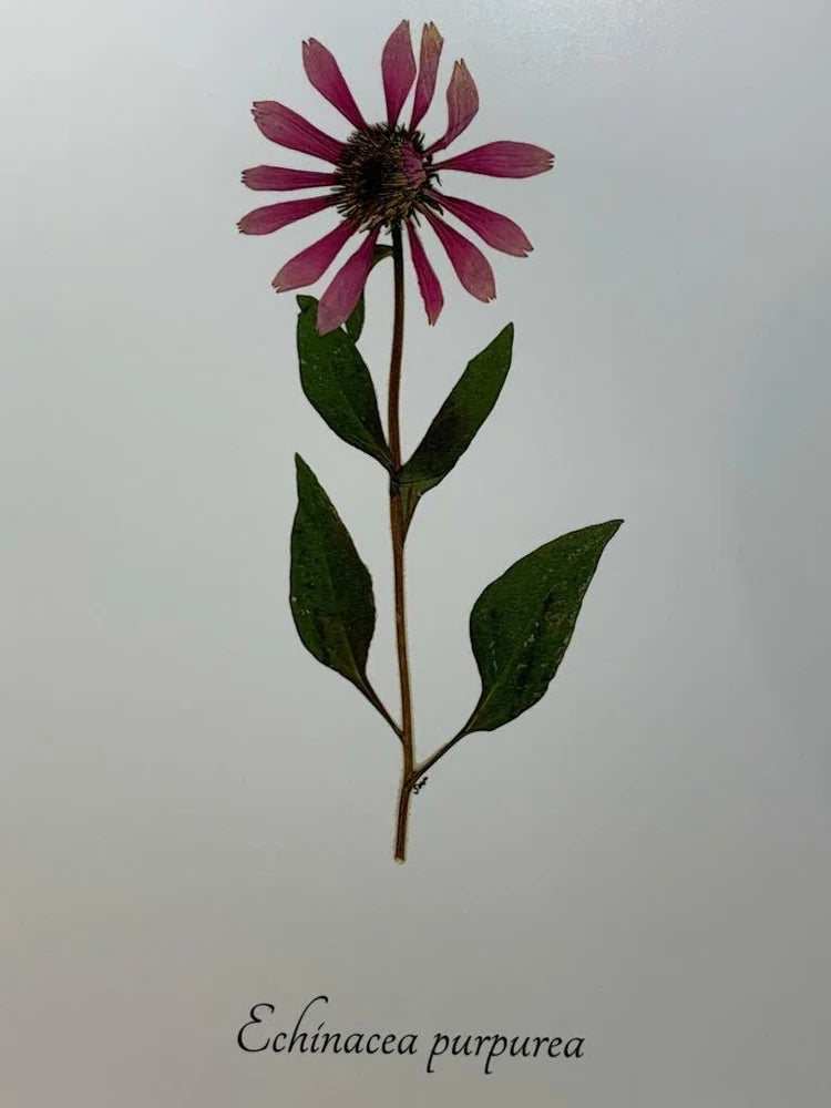 Purple sunflower botanical art print with leaves and label text "Echinacea purpurea"