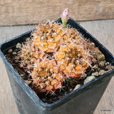 D5684 GYMNOCALYCIUM MIHANOVICHII CRESTED pot10-H7-W9 cm MaMa Cactus Green Plant
