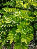 SolomonÕs Seal 10 Flower Seeds Polygonatum Woodland Perennial for Shaded Garden Garden Plants