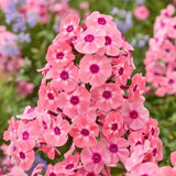 Garden Phlox Larissa 1 Root Garden Plants
