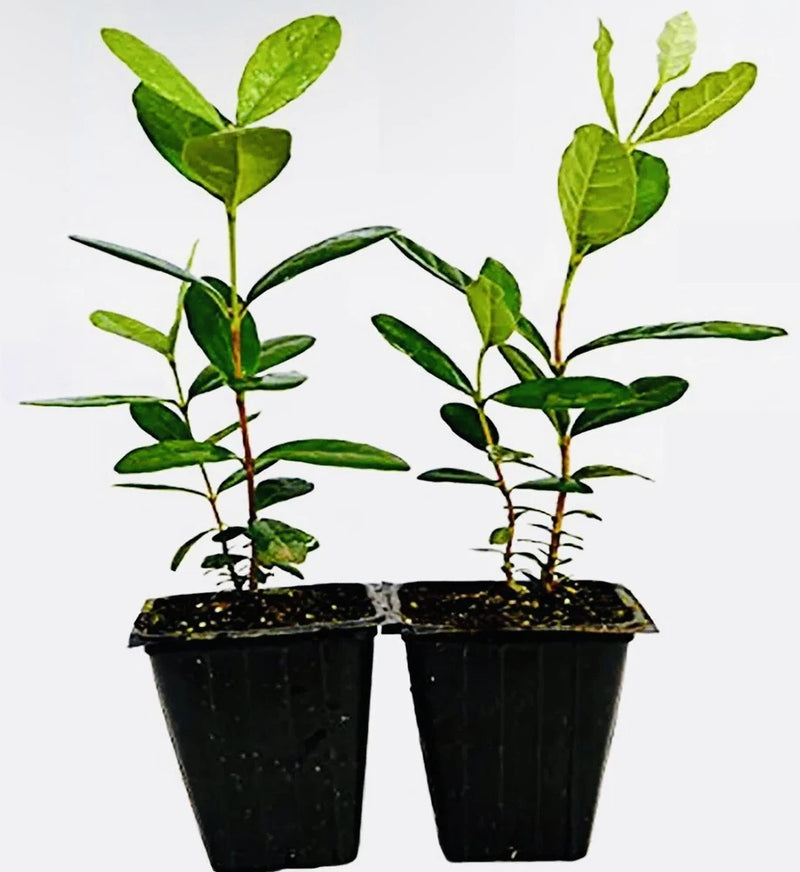 2 LIVE PINEAPPLE GUAVA TREE PLANTS GREENHOUSE BEST GIFT LIVE PLANT GUARANTEED Garden Plants