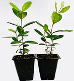 2 LIVE PINEAPPLE GUAVA TREE PLANTS GREENHOUSE BEST GIFT LIVE PLANT GUARANTEED Garden Plants