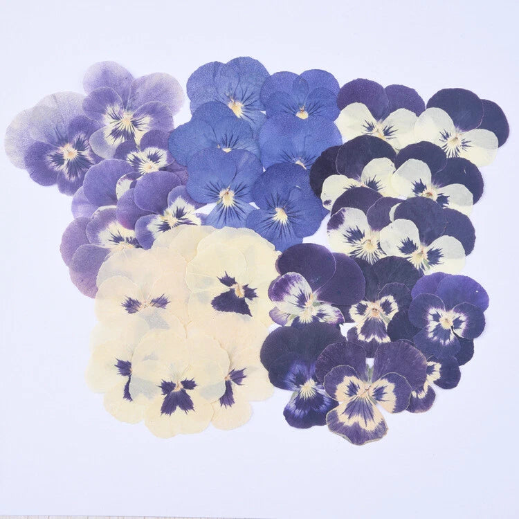 Pressed viola tricolor flowers set, 12 pcs, mixed purple and cream flat dried blooms