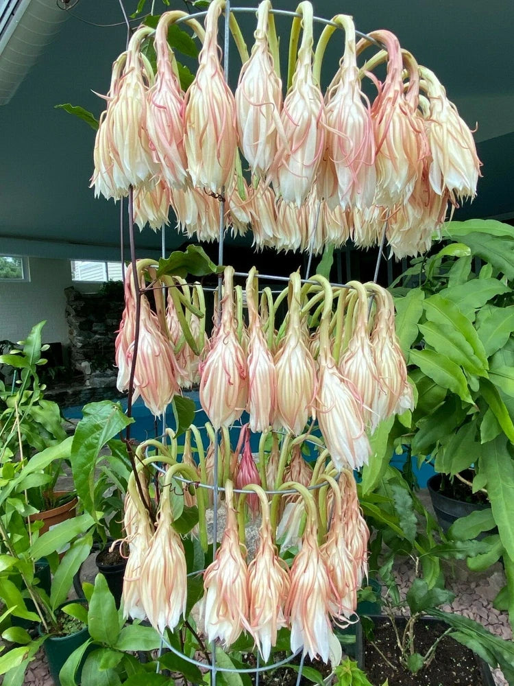 Queen of the Night epiphyllum orchid flowers, pale pink drooping blooms on green stems