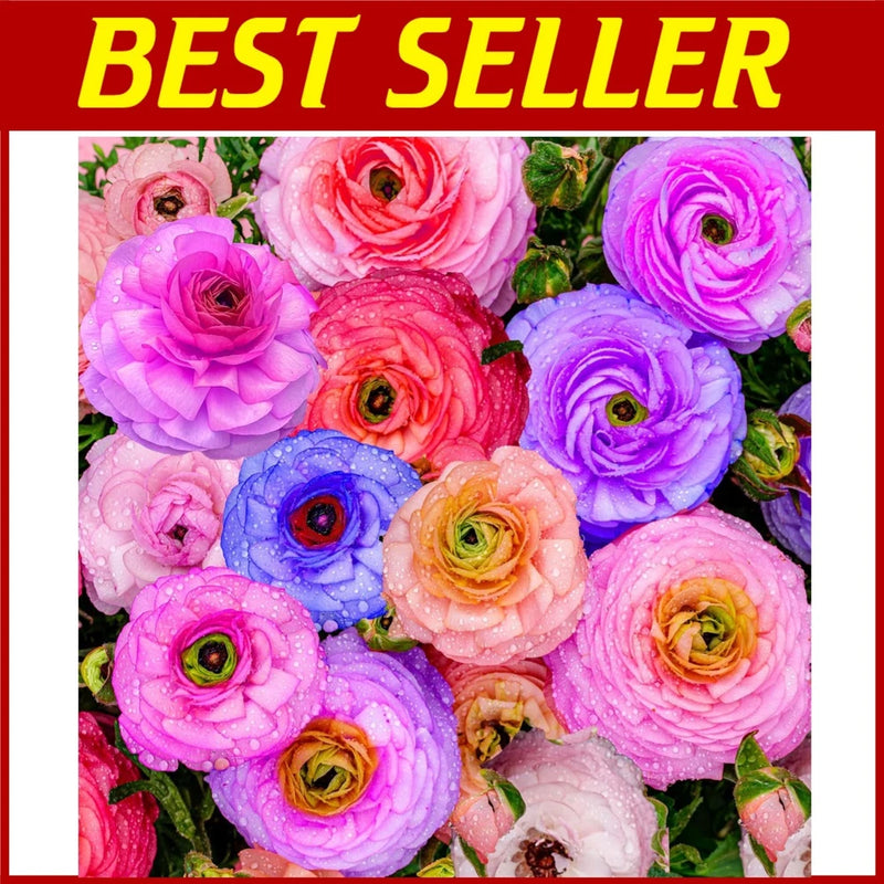 Mixed Ranunculus Bulbs - Vibrant Flowering Ranunculus
