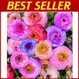 Mixed Ranunculus Bulbs - Vibrant Flowering Ranunculus