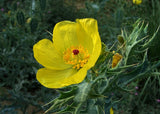 Argemone Mexicana 25 Seeds Mexican Yellow Prickly Poppy Perennial Flowering Plants