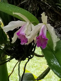 Orchid Cattleya intermedia, bare root... Gorgeous!!! Orchids