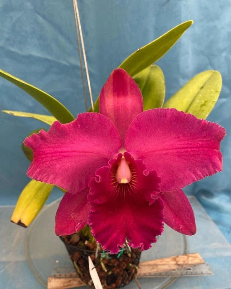 Pink orchid in a small pot with green leaves and long stems
