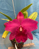Rth Elaine Taylor ÔKrull SmithÕ X Rlc HeavenÕs Gate ÔCrystelleÕ AM Red 5.5Ó Pot Orchids