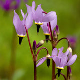 25+ DODECATHEON PURPLE ,PINK AND WHITE FLOWER SEEDS MIX / SHADE PERENNIAL Flowering Plants