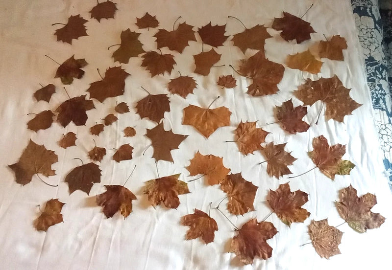 Assorted dried sycamore tree leaves in yellow and brown, scattered for crafts