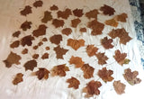 Sycamore Tree Leaves Fall Colors Yellow/Brown Lot of 47 Crafts Dried Flower