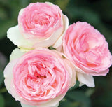 White Pink Eden Climbing Rose Seeds - Pack 30 Seeds - Rose Flower Gardening Garden Plants