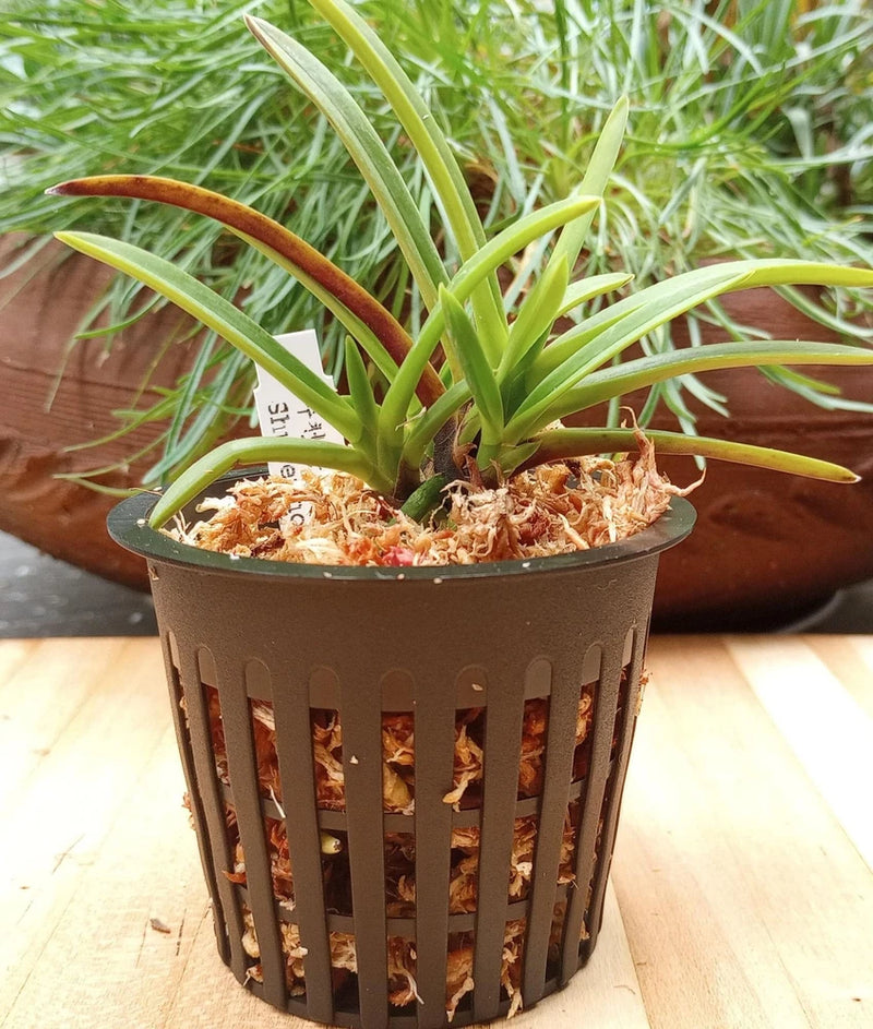 Shutenno Orchids Vanda Neofinetia falcata orchid in round plastic pot with green leaves