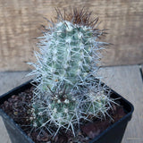 D3660 COPIAPOA COQUIMBANA V. VULGATA KK10 pot10-H11-W9 cm MaMa Cactus Green Plant