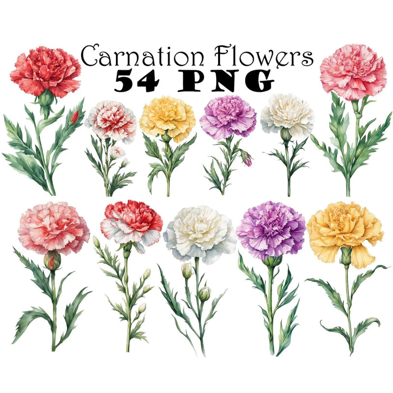 Watercolor carnation flower clipart bundle, 54 PNGs, includes pink, purple, white blooms