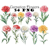 Carnation Flower Watercolor Clipart  Digital Download Clipart Bundle Carnation
