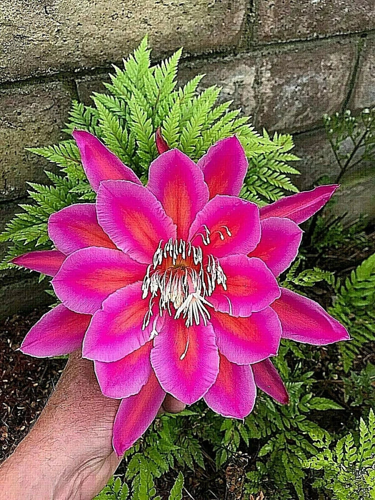 Orchid cactus flower with bright pink-magenta petals and yellow stamen center
