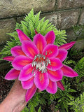 EPIPHYLLUM ORCHID CACTUS     (((( SUMMER- CARNIVAL)))) Orchids