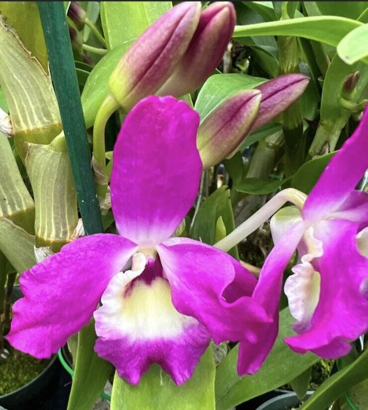 Orchid Live Dendrobium Country Girl ÒWaeabeutaÓ Orchids