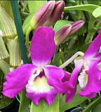 Orchid Live Dendrobium Country Girl ÒWaeabeutaÓ Orchids