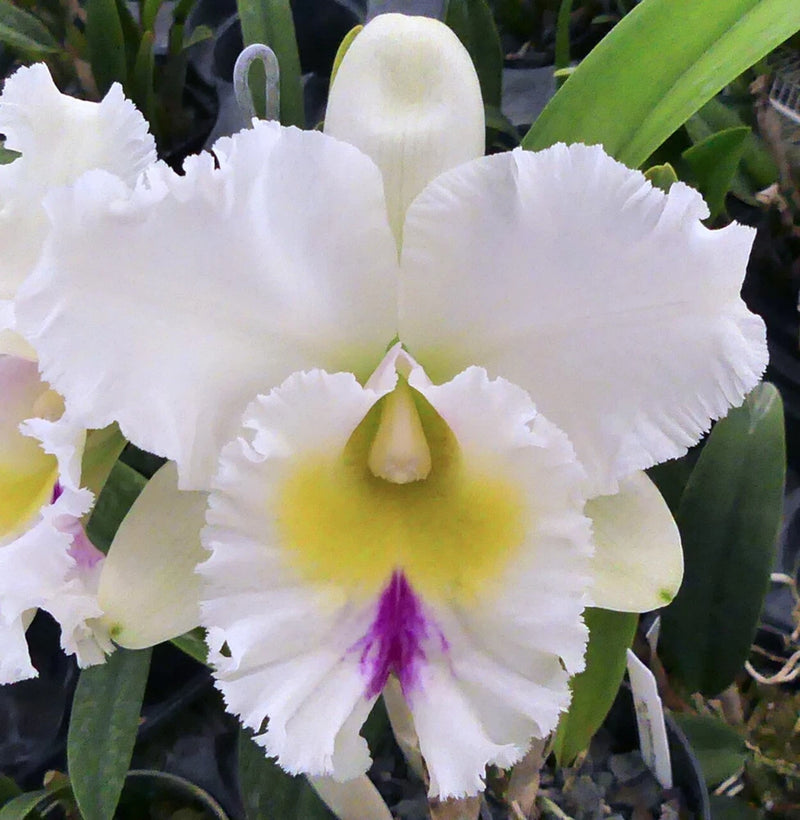 White orchid bloom with yellow center and purple throat in small pot