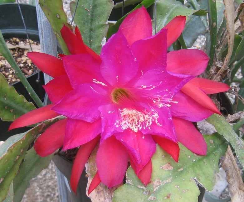 Orchid cactus plant with large bright pink and red star-shaped blossoms on green pads