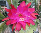 Epiphyllum, Orchid Cactus, " TROPICAL GIANT ", Don's Quart pots APRIL/1 Orchids