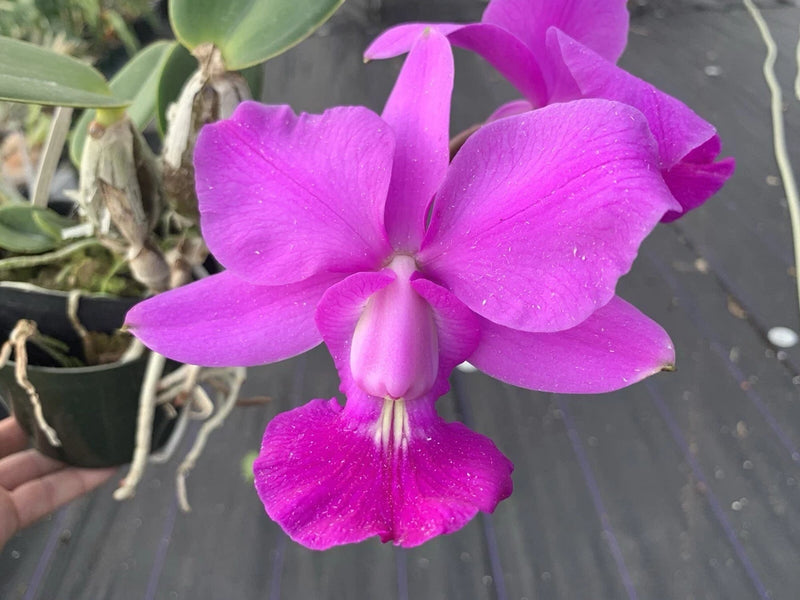 Cattleya Walkeriana orchid flowers, three vivid purple blooms with textured petals