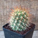 D7203 PHYRROCACTUS BULBOCALYX pot8-H8-W5,5 cm MaMa Cactus Green Plant