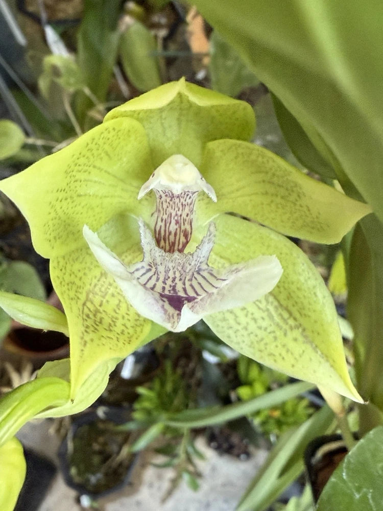 Green orchid bloom with white petals and maroon center on green leaves