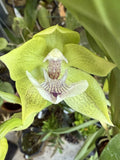 Green orchid bloom with white petals and maroon center on green leaves