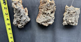 3 Cork Bark Mounts for miniature ochids Orchids