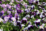 200+ Delta Beaconsfield Pansy (Viola) Seeds for Garden - USA - FREE SHIPPING! Garden Plants
