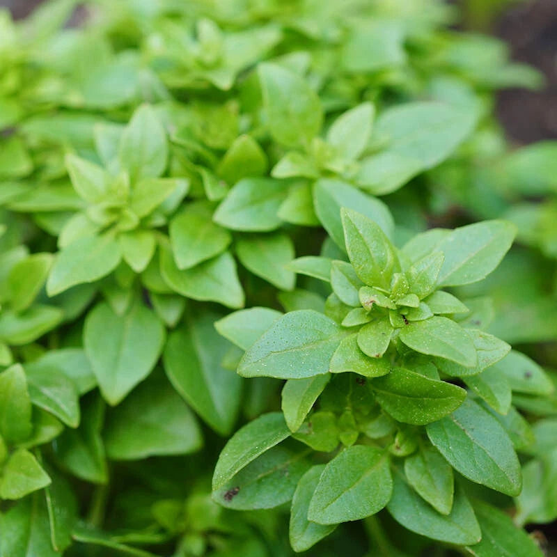 150 SPICY GLOBE BASIL SEEDS NON-GMO FRESH FOR YOUR GARDEN Garden Plants