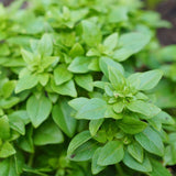 150 SPICY GLOBE BASIL SEEDS NON-GMO FRESH FOR YOUR GARDEN Garden Plants