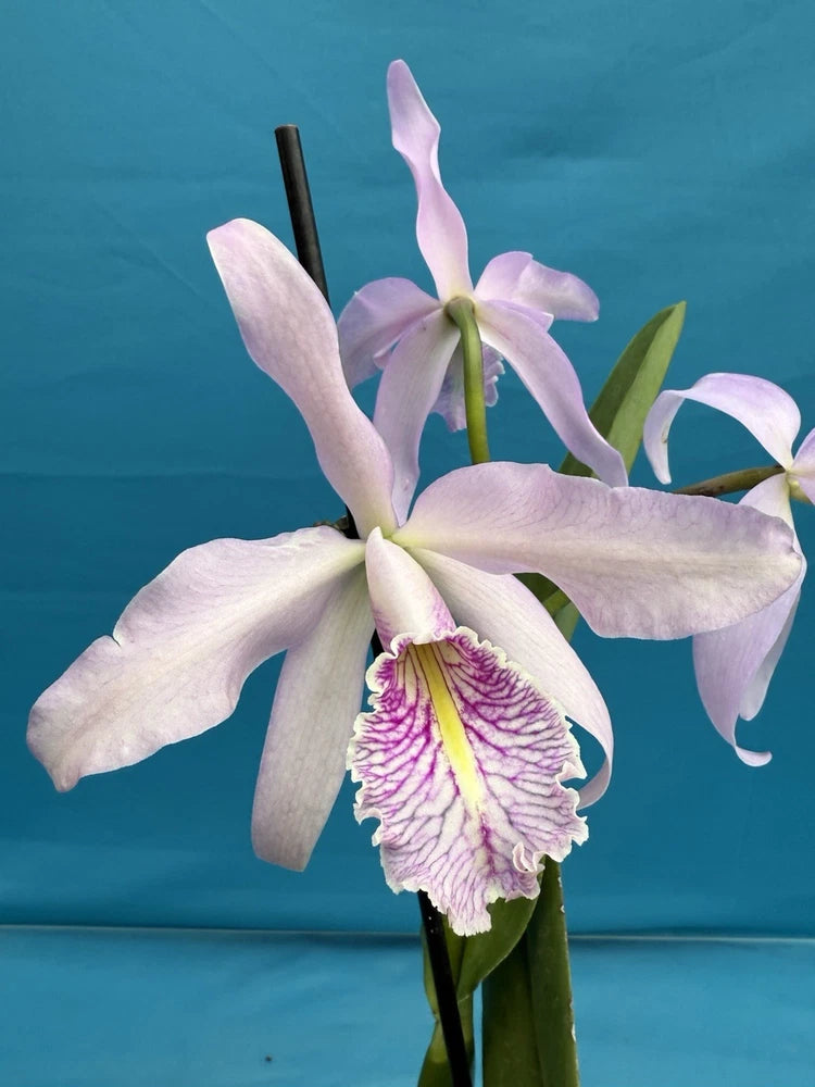 Pink and white orchid bloom with purple lip and green leaves