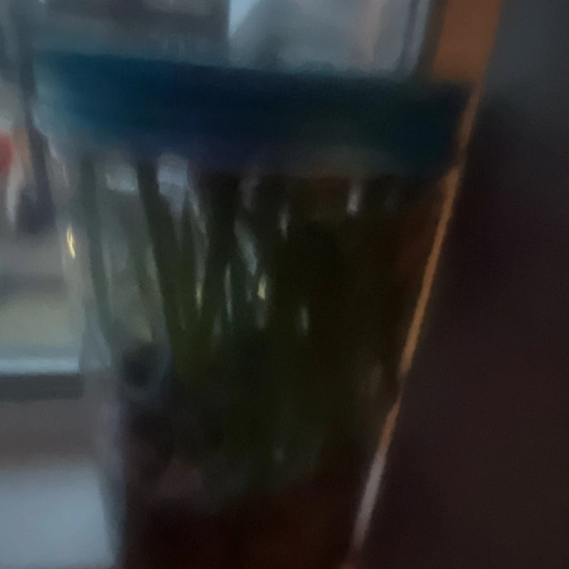 Orchid plant with dark green leaves