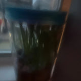 Plant Orchids