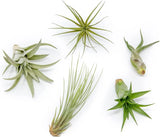 Classic Air Plants Variety Pack - Bulk/Wholesale -Easy Care Indoor/Outdoor Decor Green Plant