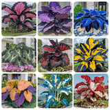 200+ Seeds Perennial Hosta Flower Seed for Planting Outdoors Garden Beauties Garden Plants