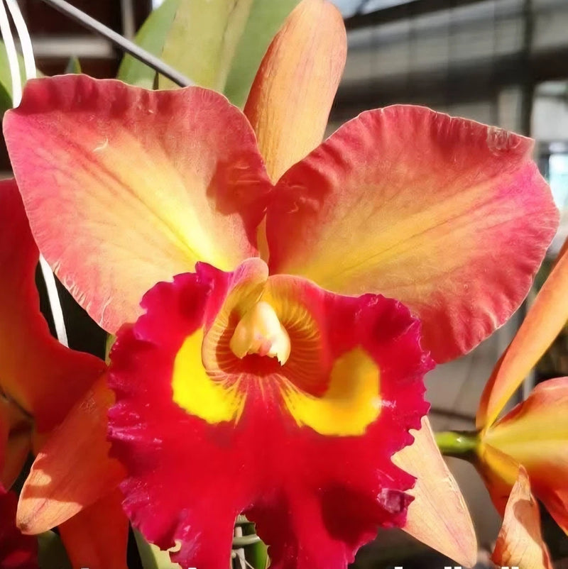 Red, yellow, and orange orchid flower in 3.5-inch pot