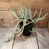 D4520 EUPHORBIA SP. CHUNIESPOORT pot14-H40-W49 cm MaMa Cactus Green Plant