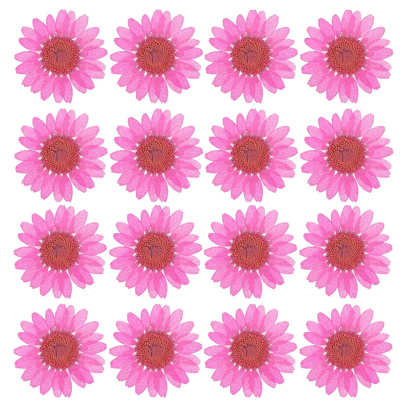 48 Pcs Dried Pressed Flower Natural Dried Daisy Flower,Rose Red Daisies